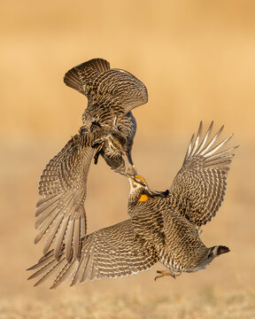 Greater Prairie-Chicken (Tympanuchus cupido0 protecting territory during spring breeding 
