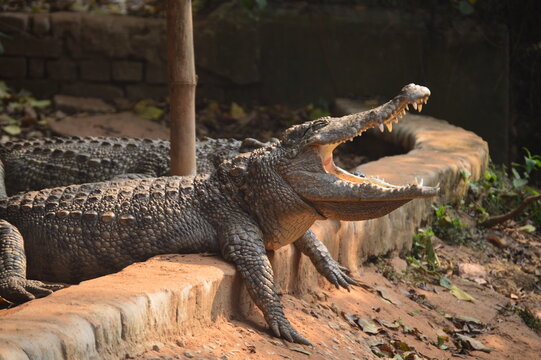 Crocodiles (Crocodylus porosus) in captivity at Nandankanan Zoological Park Bhubaneswar Odisha India.