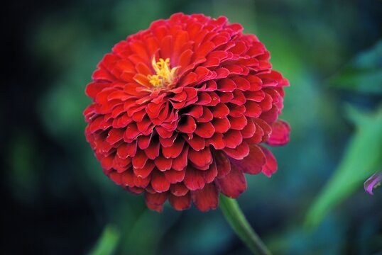 Eine rote Zinnienbl&uuml;te vor gr&uuml;nem Hintergrund.
