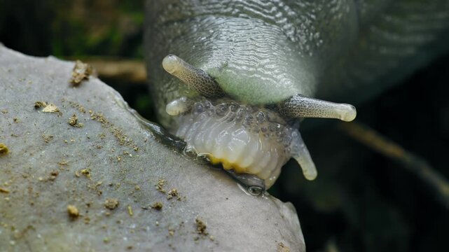 Ash-Black Slug (Limax cinereoniger) eating a mushroom on the forest floor