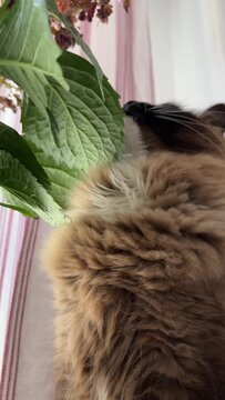 Birman cat stretches up reaching paw toward green hydrangea leaves near window. Fluffy seal-point cat playfully touches plant foliage in vertical video format. Pink curtains and dried hydrangea.