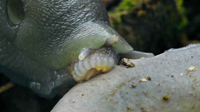 Ash-Black Slug (Limax cinereoniger) eating a mushroom on the forest floor