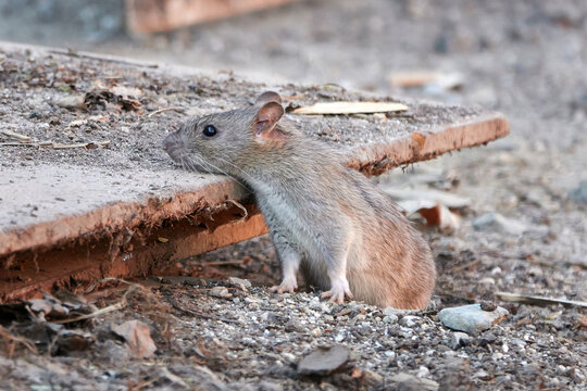 Brown rat (Rattus norvegicus)