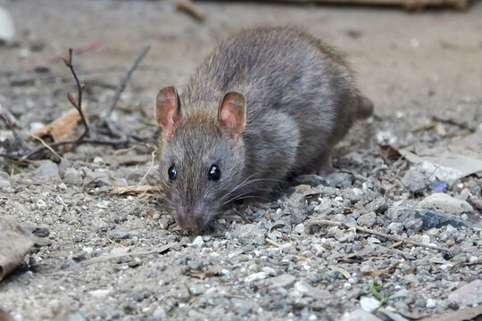 Brown rat (Rattus norvegicus)