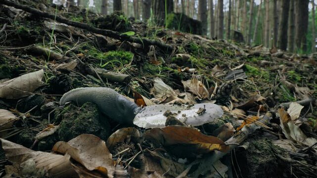 Ash-Black Slug (Limax cinereoniger) eating a mushroom on the forest floor