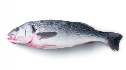 Fototapeta premium seabass. Single fresh sea bass fish isolated, food photography on white background. menu design, packaging mockups, designed for culinary blogs and recipe cards for restaurants. 