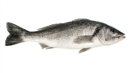 Obraz premium seabass. Single fresh sea bass fish isolated, food photography on white background. menu design, packaging mockups, designed for culinary blogs and recipe cards for restaurants. 