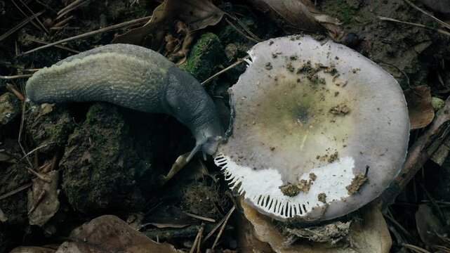 Ash-Black Slug (Limax cinereoniger) eating a mushroom on the forest floor