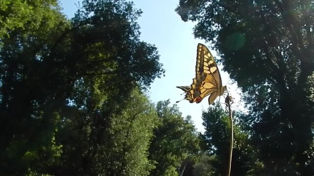 Butterfly Old World swallowtail, Papilio machaon on dry grass moved by wind under green trees in forest on sunny windy summer day with blue sky - close-up, slow motion.