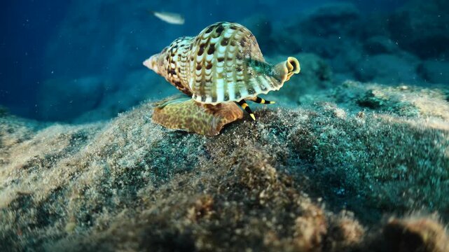 Trumpet triton ,Charonia tritonis, underwater moving