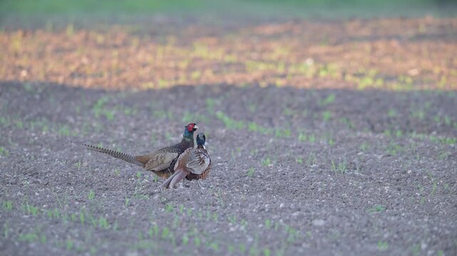 Two pheasant cocks are fighting in a field during the mating season,  north rhine westphalia, spring, (phasianus colchicus), germany