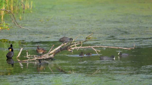 waterfowls sitting on a branch in the lake