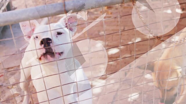 Camera approaching wire gate, white dog barking, tan dog sniffing, faint circles sweeping, shelter