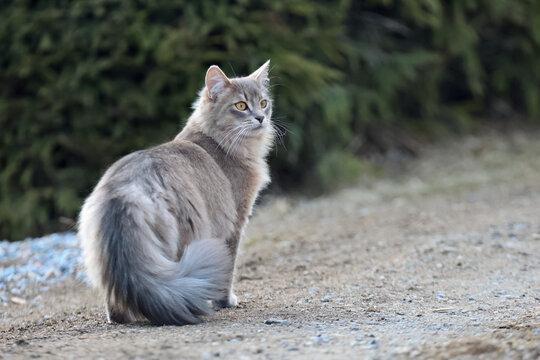 A housecat standing on a road
