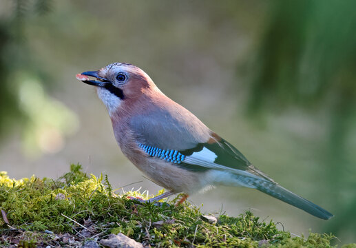 Eurasian jay with a nut in the beak