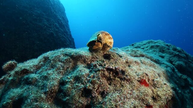 Trumpet triton ,Charonia tritonis, underwater moving