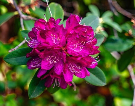 Detail Rhododentron Flower