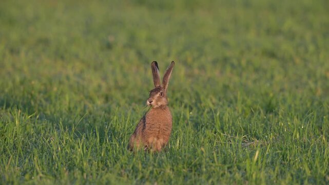 A young hare is sitting in a meadow, looking intently, brown hare,  summer, north rhine westphalia, (lepus capensis), germany