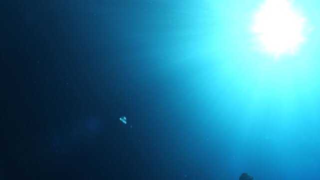 Turritopsis nutricula Turritopsis dohrnii Oceania O. armata immortal underwater closing jellyfish ocean scenery