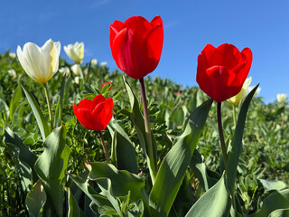 Naklejka premium Red tulips in the meadow.