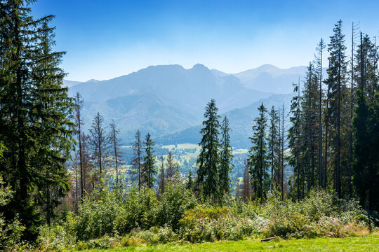 forest on the hill in mountain landscape in summer. beautiful countryside view with grassy pasture and tatra mountain ridge under blue sky on a sunny day. zakopane village in the valley. rural europe