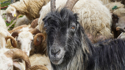Fototapeta premium Black goat with curved horns among white sheep in a rural setting