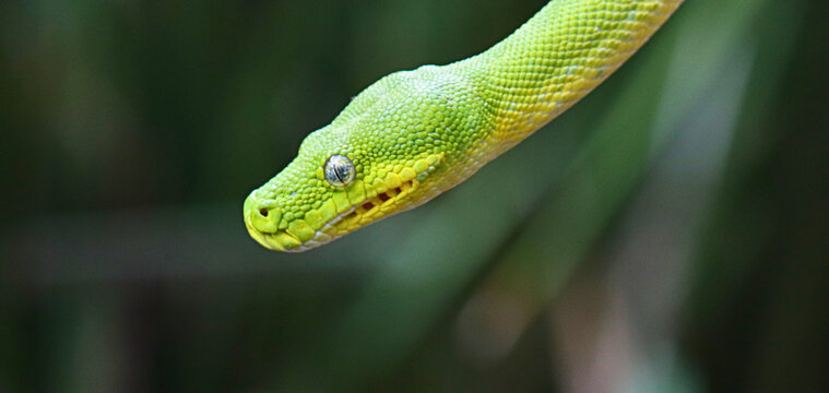 green tree python