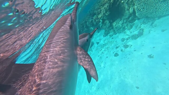 Two wild dolphins swim peacefully close-up in azure water in the sea on a reef in the Red sea, Egypt. Dolphin Eyes, Slow Motion video.