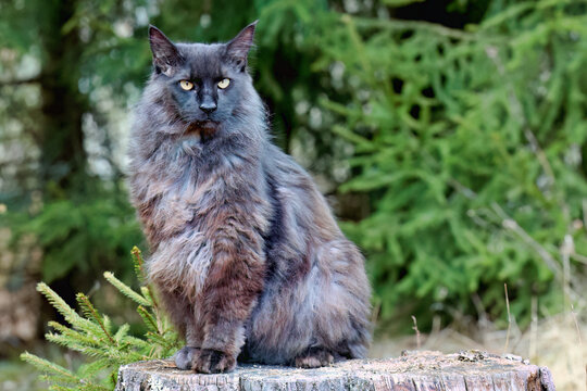 A norwegian forest cat male is sitting on a stump in forest