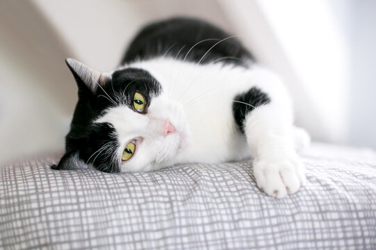 A black and white shorthair cat lying on its side on a bed