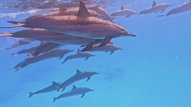 Slow motion shot of a large pod of dolphins very close in the blue clear water of the Red Sea, Sataya Reef, Egypt