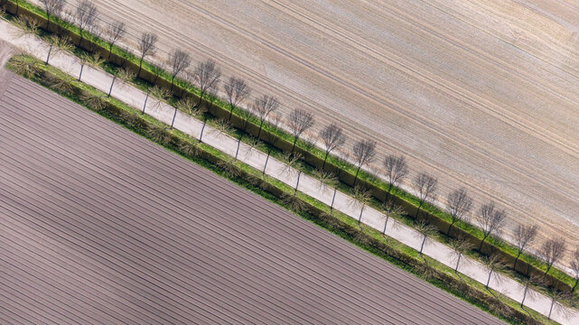 Aerial view of the straight road cutting through the patchwork of ploughed fields, framed by slender trees, Lambertschaag, North Holland, Netherlands.