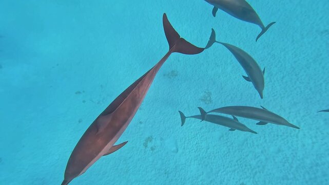 Slow motion shot of a pod of wild spinner dolphins swim and play close in the blue clear water of the Red Sea, Sataya Reef, Egypt
