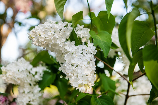 White double blossoms of Madame Lemoine lilac variety in a botanical garden with selective focus