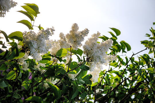 White double blossoms of Madame Lemoine lilac variety in a botanical garden with selective focus