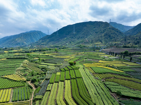 Terraced tea plantations layered across rolling hills with misty mountains and scattered clouds in the background