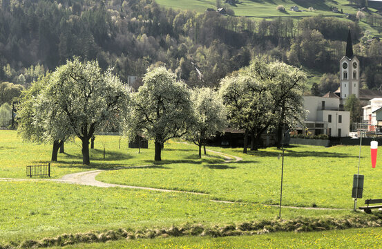 Spring pear blossom in valley around Flums, Swiss Alps