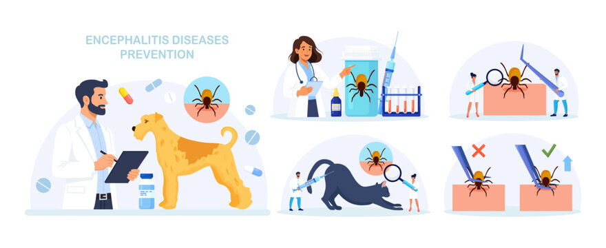 Set of Prevention of Lyme, Encephalitis. Doctor Removes Encephalitis Ticks. Parasite Carrying Disease. First Aid with Infections Transmitted by Mites. Tick attached to skin, removed with tweezers