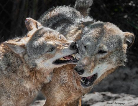Red Wolves fighting and biting