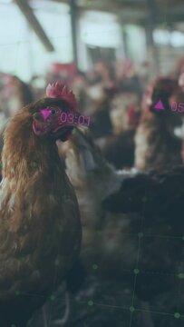 Vertical video: Motion causing charts, cam tracking hen turning head, opening beak for poultry data
