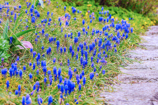 Vibrant blue grape hyacinth flowers blooming along a stone path in spring