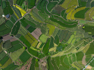 Fototapeta premium Aerial view of terraced tea plantations with layered green fields and intricate patterns
