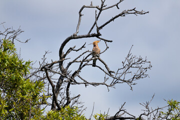 Eurasian Hoopoe (Upupa epops) perched on a dry tree branch. Beautiful bird with a distinctive crest and colorful plumage in a natural environment.  © world_by_savvas