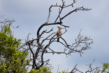 Eurasian Hoopoe (Upupa epops) perched on a dry tree branch. Beautiful bird with a distinctive crest and colorful plumage in a natural environment.  © world_by_savvas