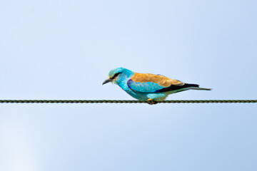 Obraz premium European Roller (Coracias garrulus) perched on a power line. Colorful migratory bird with turquoise plumage resting on an electrical wire.
