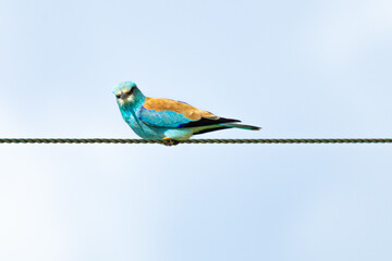 Fototapeta premium European Roller (Coracias garrulus) perched on a power line. Colorful migratory bird with turquoise plumage resting on an electrical wire.
