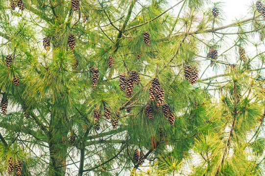 Abundant pine cones hang from lush green pine tree branches in a forest setting