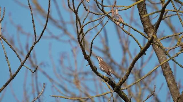 Song thrush Turdus philomelos perched high on a branch against a clear blue sky. Captured in March in Lithuania. Close-up shot highlighting the spotted breast plumage and bird details.