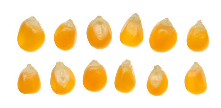 Set corn kernels, popcorn flying isolated on white background, clipping path