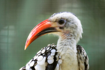 red billed hornbill portrait © Shal09